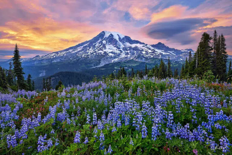 Travel Destination: Washington Mount Rainier in the background of a field of flowers